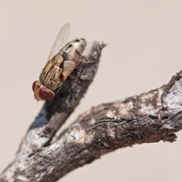 Miltogramminae
